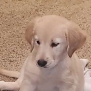 Meet your Posher, Casey